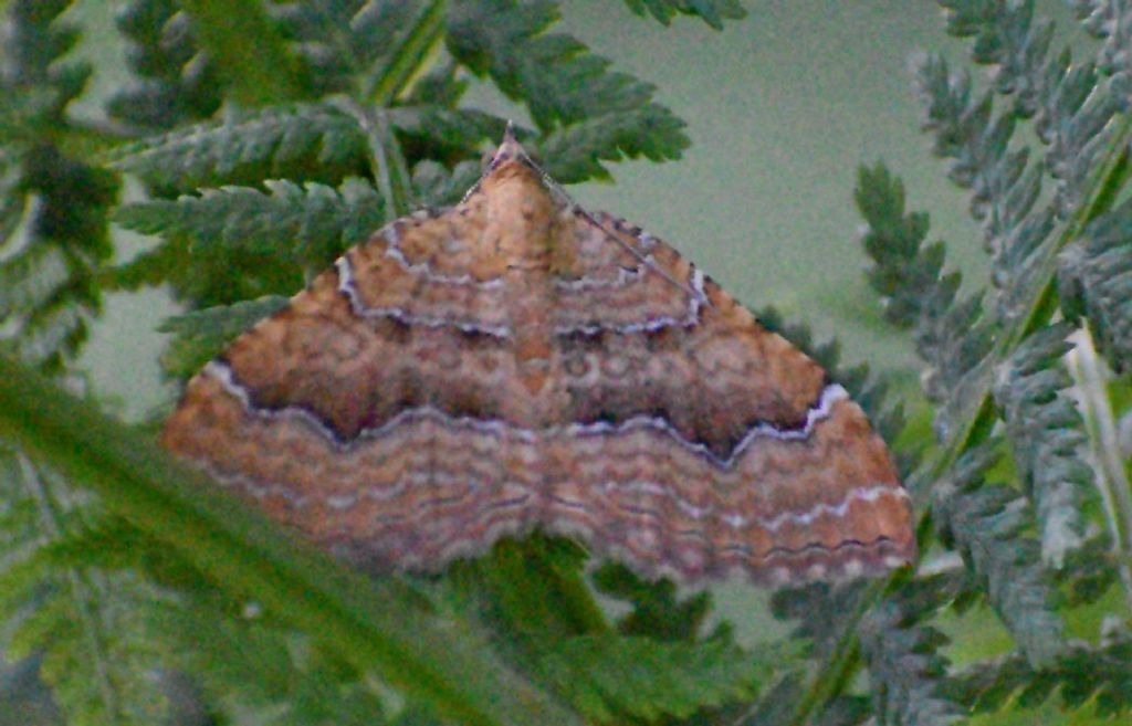 Camptogramma bilineata (Geometridae)